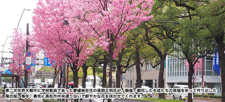石清尾八幡宮本宮の脇道から、末社の蜂穴神社参道入口にかけての桜は、毎年、桜花爛漫の美しい風景を見せてくれます。